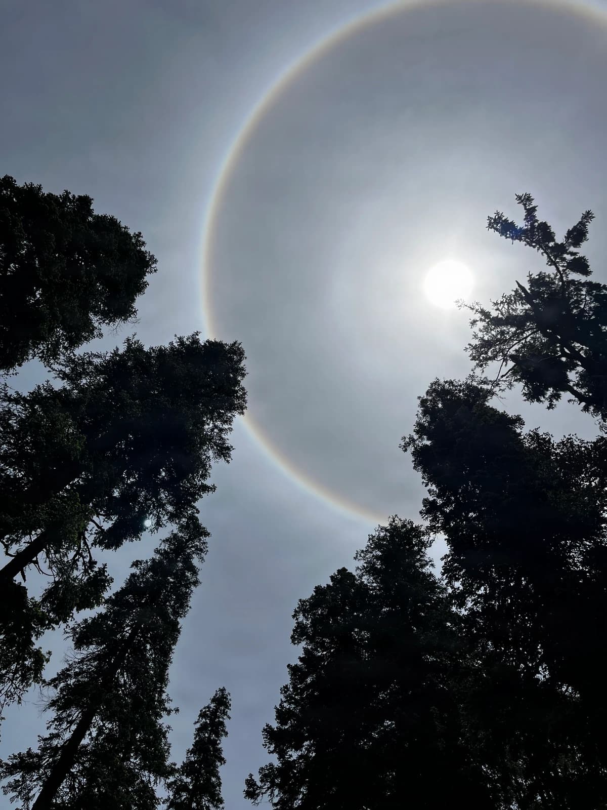 A luminous halo crowns the sun, framed by towering forest sentinels.