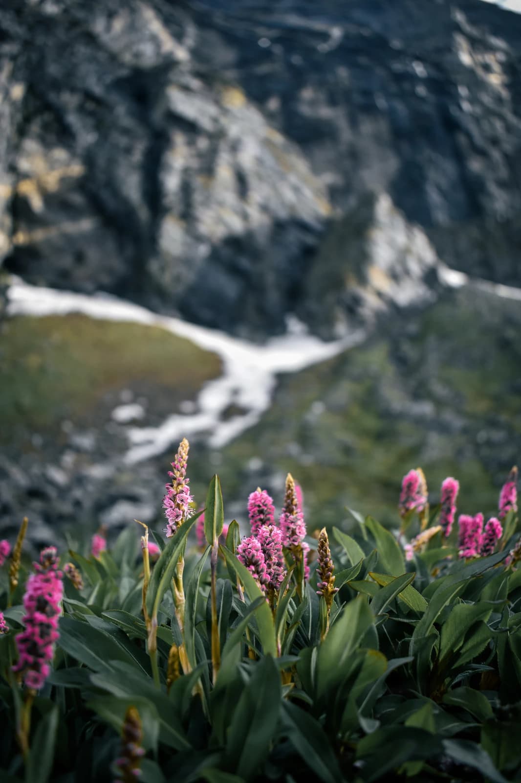 Alpine flowers frame a glacial river cutting through austere mountain stone.