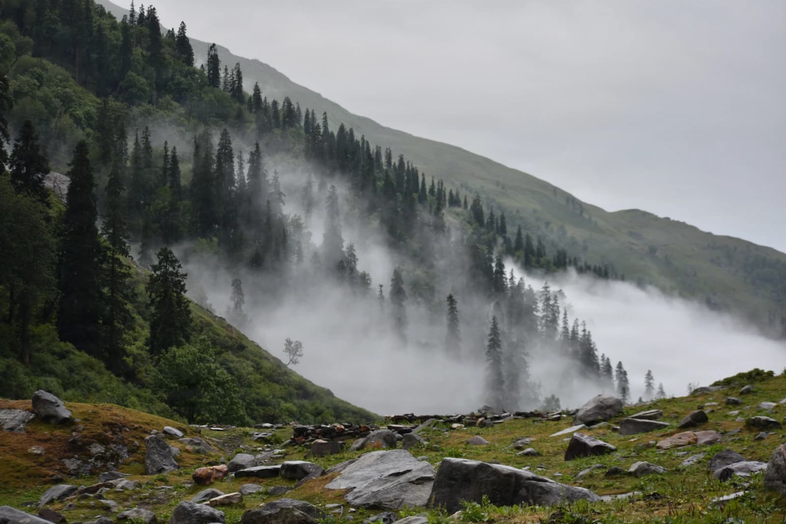 Mist-veiled conifer slopes reveal layered mountain wilderness in ethereal stillness.