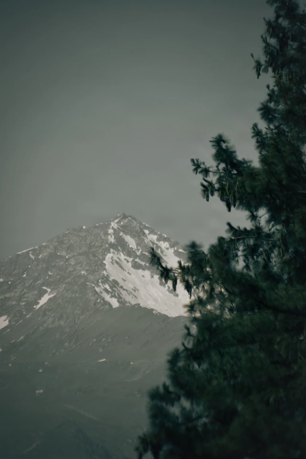Snow-crowned peak emerges through coniferous mist and foreground blur.