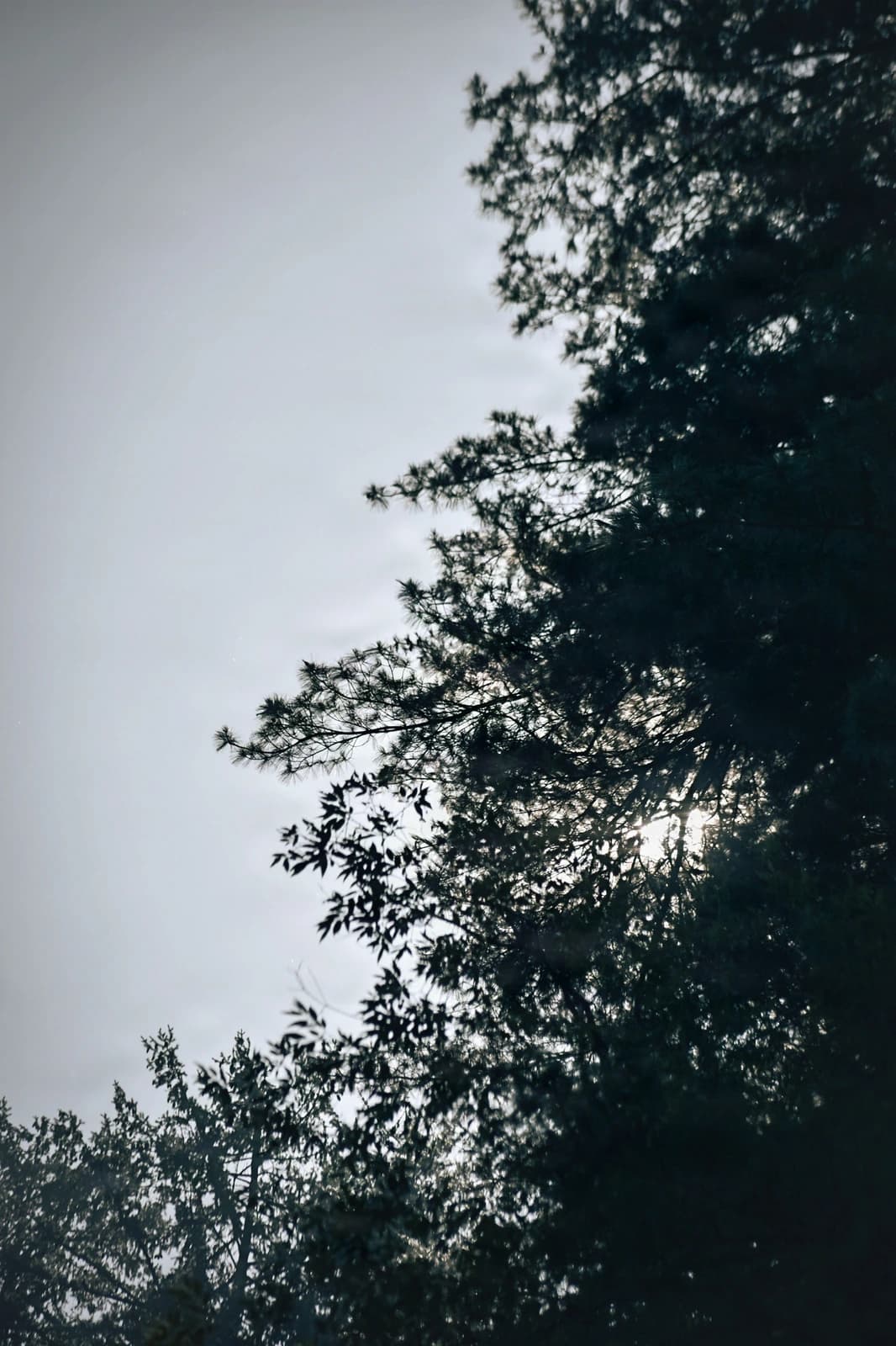 Layered canopy silhouettes create depth against overcast alpine sky.