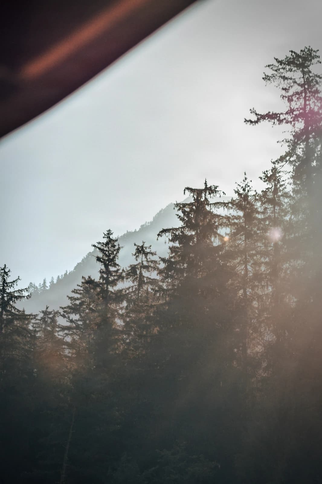 Coniferous forest dissolves into mist beneath a brooding alpine slope.